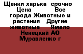 Щенки харька! срочно. › Цена ­ 5 000 - Все города Животные и растения » Другие животные   . Ямало-Ненецкий АО,Муравленко г.